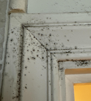 Mold Removal- Zachary- Residential