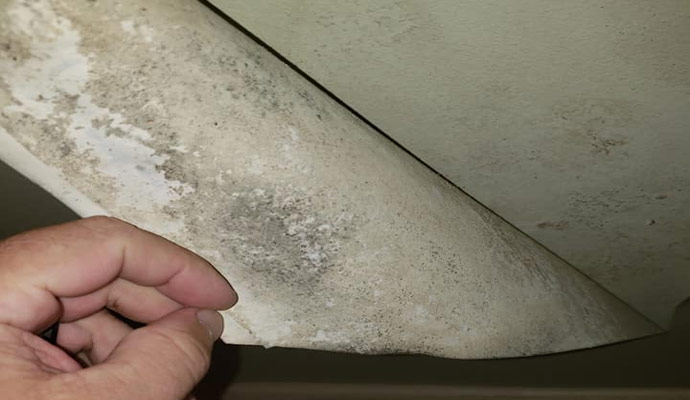 Mold Removal in Baton Rouge & Zachary | United Fire & Water