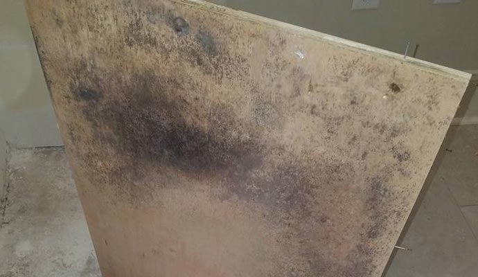 Why Leave Mold Remediation to a Professional